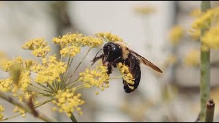 Conserving Wild Bees and Other Pollinators of Costa Rica [upl. by Airdnaxela]