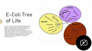 Escherichia coli [upl. by Heinrike]