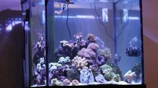 Kessil A360W on 60 Deep Blue Cube Saltwater Reef Aquarium [upl. by Otrebire]