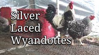 Silver Laced Wyandotte Chickens [upl. by Gerfen695]