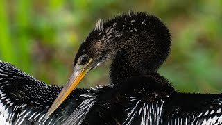 Anhinga el ave serpiente [upl. by Enyleve203]