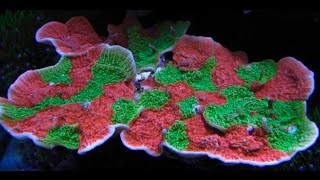 Fragging in the lab Montipora Capricornis [upl. by Murtha]