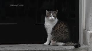 Downing Street cat Larry prepares for new UK prime minister in Number 10 [upl. by Eenor800]