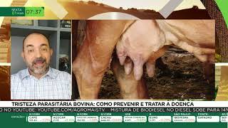 Tristeza parasitária bovina como prevenir e tratar a doença [upl. by Ko]