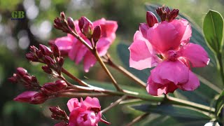 How to propagate Nerium Oleander or Kaner from cutting with update [upl. by Treacy958]