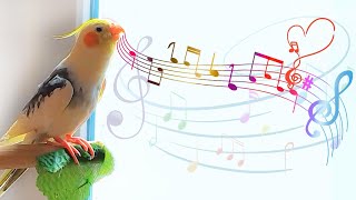 Happy Cockatiel Singing and Dancing 🦜cockatiel singing training 🌿 [upl. by Nizam534]