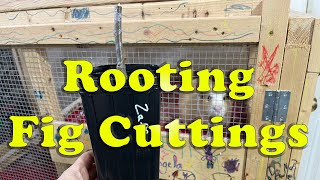 Rooting Fig Cuttings  Process and Best Practices [upl. by Lucias]