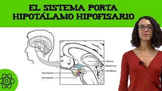 El sistema porta hipotálamo hipofisario 👫 [upl. by Littell]