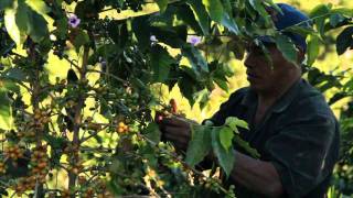 Coffee Harvesting Finca El Manzano  Varietal Experiment Part 1 [upl. by Geoff]