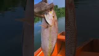 Fisherfolks catching Titiwi in Layou Dominica just stop by to get some fresh bait for fishing [upl. by Nilatak]