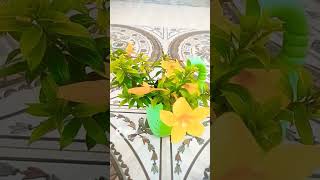 Alamanda bush variety garden viralvideo youtubeshorts youtubeshorts shorts spiderlily yellow [upl. by Retsel]