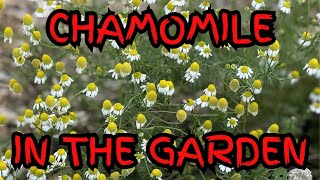 How to Grow Chamomile at Home [upl. by Shishko]