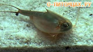 Щитень Triops australiensis  opitomcaxru [upl. by Nakada]