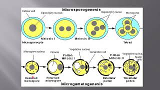 Lecture No 38 Structure And Development Of Microgametophyte [upl. by Einna]