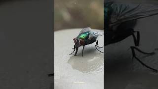 Why Do Flies Sometimes Cut Off Their Own Heads [upl. by Ynahpets]