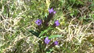 Bach Flower Remedies  Gentian [upl. by Pleasant]