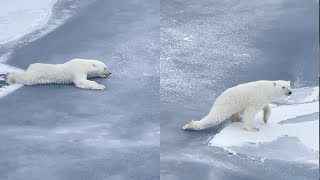 Lours polaire intelligent est un peu trop prudent en se déplaçant sur la glace mince [upl. by Rebmyk]