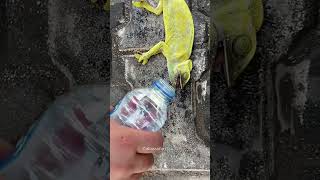 Man Gives Water to Chameleon😍 [upl. by Aened141]