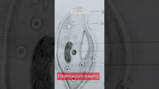 How to draw Paramoecium diagram  Paramoecium drawing easy science drawing shorts diagram art [upl. by Iclek]