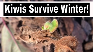 How To Grow A Kiwi Tree From Seed  Over Winter Update [upl. by Soph]