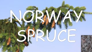 How to identify Norway spruce Picea abies  TREE ID 11 [upl. by Roosnam784]