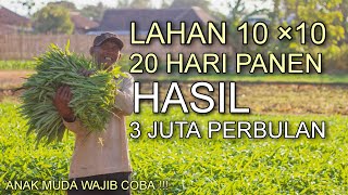 GAJI 3 JUTA20 HARI PROSPEK USAHA TANI LAHAN SEMPIT 10 ×10 M² SAYURAN KANGKUNG [upl. by Ennaerb]