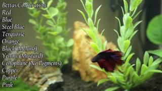 Species Profile Betta Splendens [upl. by Nirahs367]