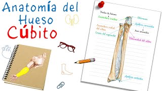 Anatomía del hueso Cúbito o Ulna  Fácil y didáctico [upl. by Elisabet]