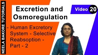 Excretion and Osmoregulation  NEET  Human Excretory System  Selective reabsorption  Part 2 [upl. by Navis]