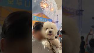 견생 첫 불꽃놀이 🎇 fireworks 흥타령 강아지 귀여운강아지 dog 불꽃놀이 [upl. by Adnamal864]