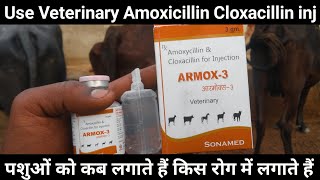 How to use veterinary Amoxicillin amp Cloxacillin for injection  use veterinary ARMOX3 Injection [upl. by Dearden]