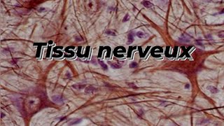 TISSU NERVEUX [upl. by Alphonsine225]