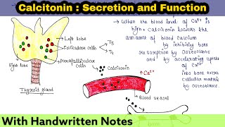 Calcitonin  Secretion and Function [upl. by Nnayram592]