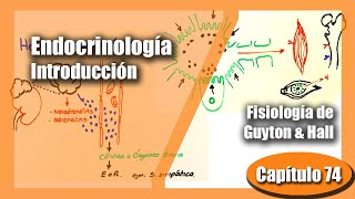 Introducción a la endocrinología  Capítulo 74  Fisiología de Guyton amp Hall Parte 1 [upl. by Dosia]