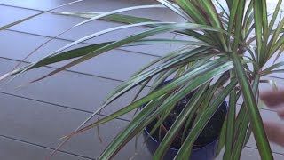 How to Propagate Dragon Tree Dracaena Marginata [upl. by Eirallih]