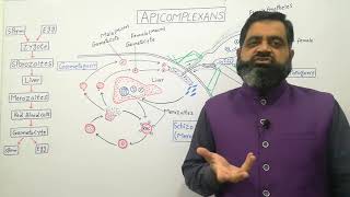 Apicomplexan English medium profmasoodfuzail Life cycle of Plasmodium  Schizogony  Protozoa [upl. by Royall]