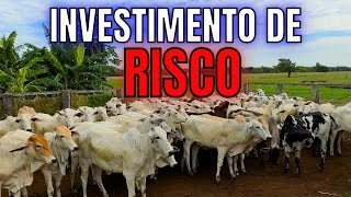 Fiz um Investimento de Risco  COMPRA DE NOVILHA PRENHA [upl. by Sinnej936]