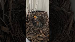 Imbil these chicks in their nest on my verandah [upl. by Marilee]