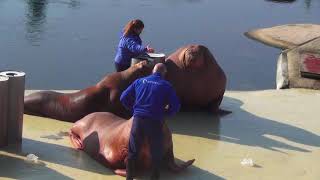 walrussen show bij dolfinarium harderwijk [upl. by Hahsia765]