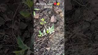 8dsong maxbass farming farmingvideos farminglife farmigtips [upl. by Aindrea]