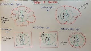 Types Of Stomata AnomocyticAnisocytic Paracytic Diacytic Actinocytic In HindiUrdu [upl. by Anselme]