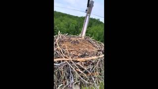 SOAR  Minnesota Power Lineman and an Osprey [upl. by Anyah310]