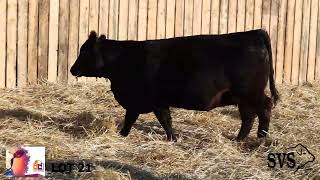 Border City Simmental Sale LOT 21 [upl. by Annawit]