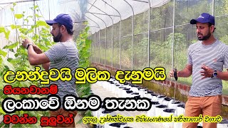 ඉහල උෂ්ණත්වයක මහියංගණයේ හරිතාගාර වගාව  Greenhouse Farming In Mahiyanganaya [upl. by Centonze]