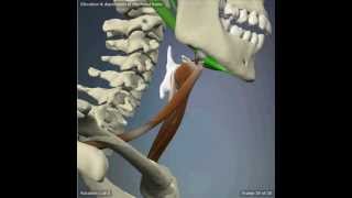 Elevation and Depression of The Hyoid Bone [upl. by Gaylord]