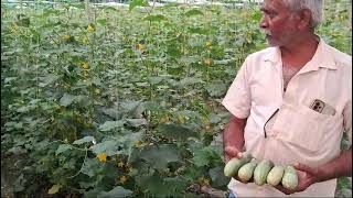 Chunnu kumar Mdo Nunhems india privet limited Cucumber Belle 🥒 [upl. by Attenwahs]