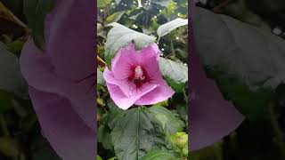 Abutilon Plant  Chinese Lantern Plant  Beautiful Flowers Shorts [upl. by Ahswat109]