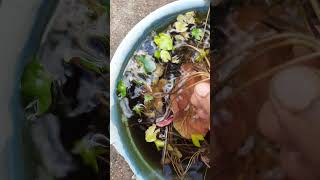 Waterlily Flower Plant Propagation By Leaf waterlily  in terrec garden [upl. by Ayotahc]