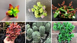 🌸 20 Espécies de Plantas suculentas do Gênero Crassula para Identificação  Nomes Científicos  🌸🌸 [upl. by Rosco240]