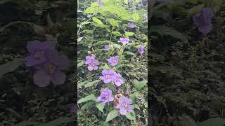 Thunbergia grandiflora  Bengal clockvine  Blue Skyflower  තන්බර්ජියා  nature flowers [upl. by On316]